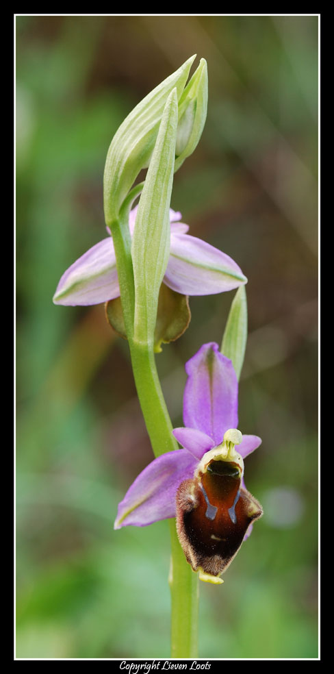 la solita ignota ... ophrys